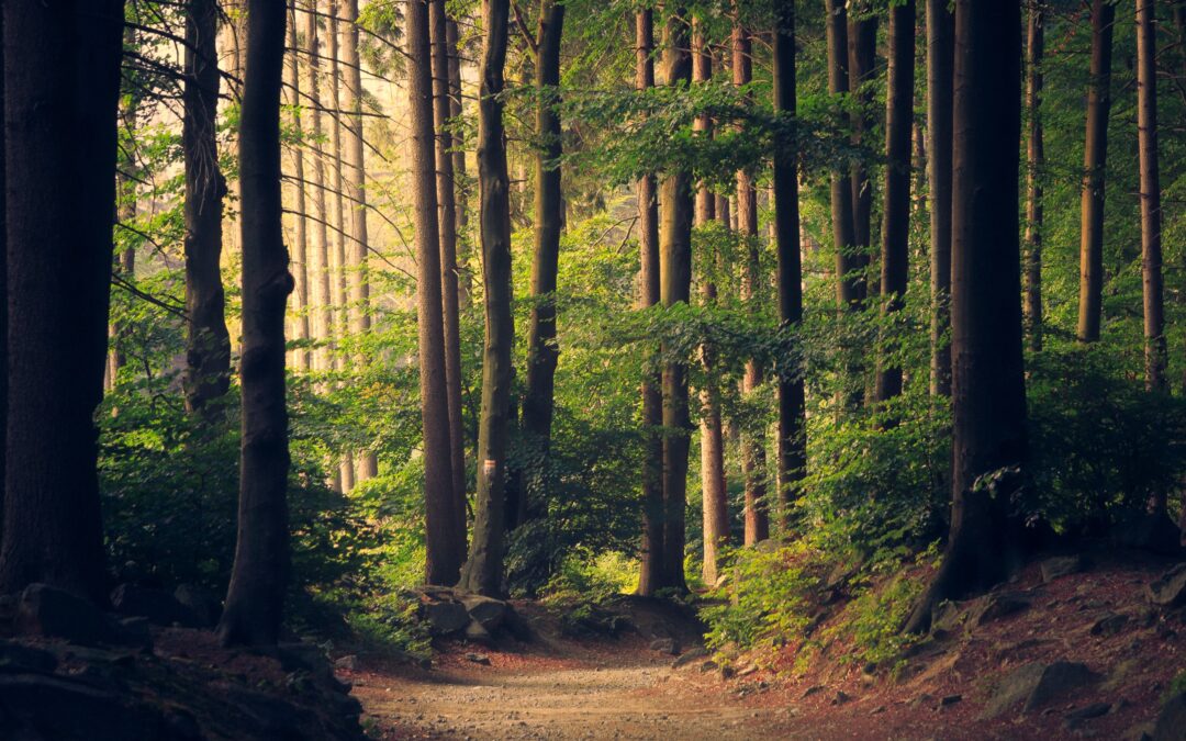 Green Bonds, Sustainable Infrastructure Investment, and Climate Financing